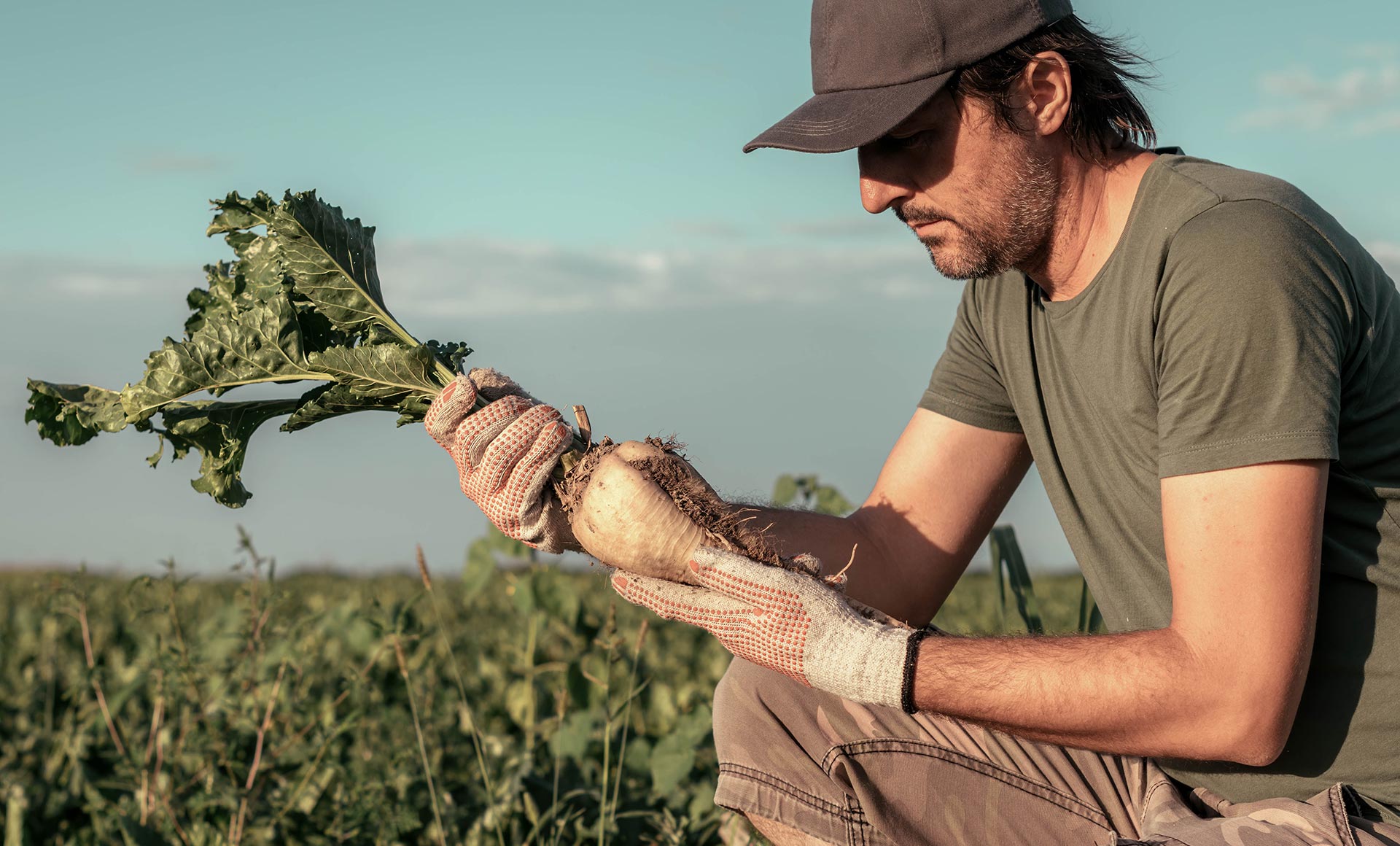 British Sugar and Tropic announce strategic collaboration to sustainably tackle devastating disease of sugar beet