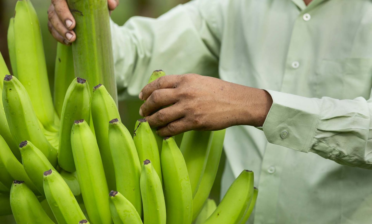 Filipinezii vor putea cultiva banane care nu se oxidează