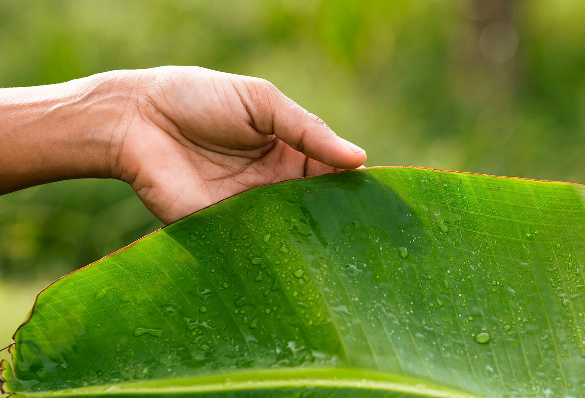 Empowering Growers with a Sustainable Solution Against Banana Panama Disease (TR4)
