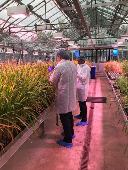 Image of Tropic’s elite rice growing in the greenhouse